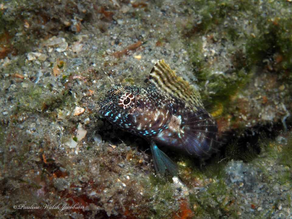 Emblemaria pandionis