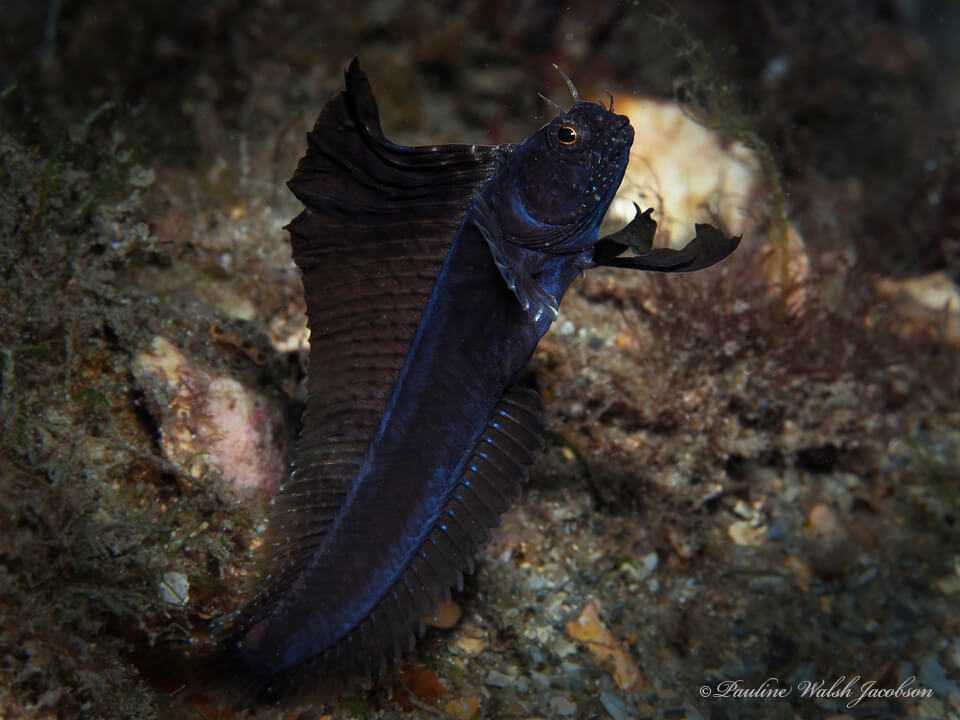 Emblemaria pandionis