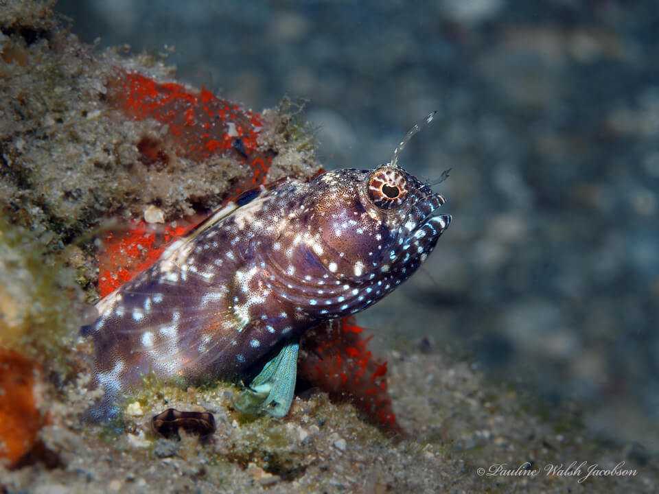 Emblemaria pandionis