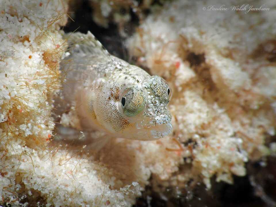 Emblemaria pandionis