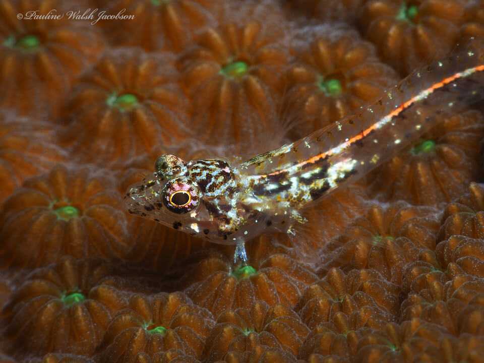 Emblemariopsis bottomei