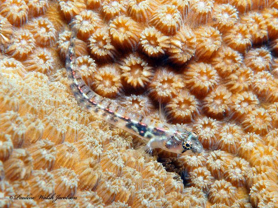 Emblemariopsis pricei