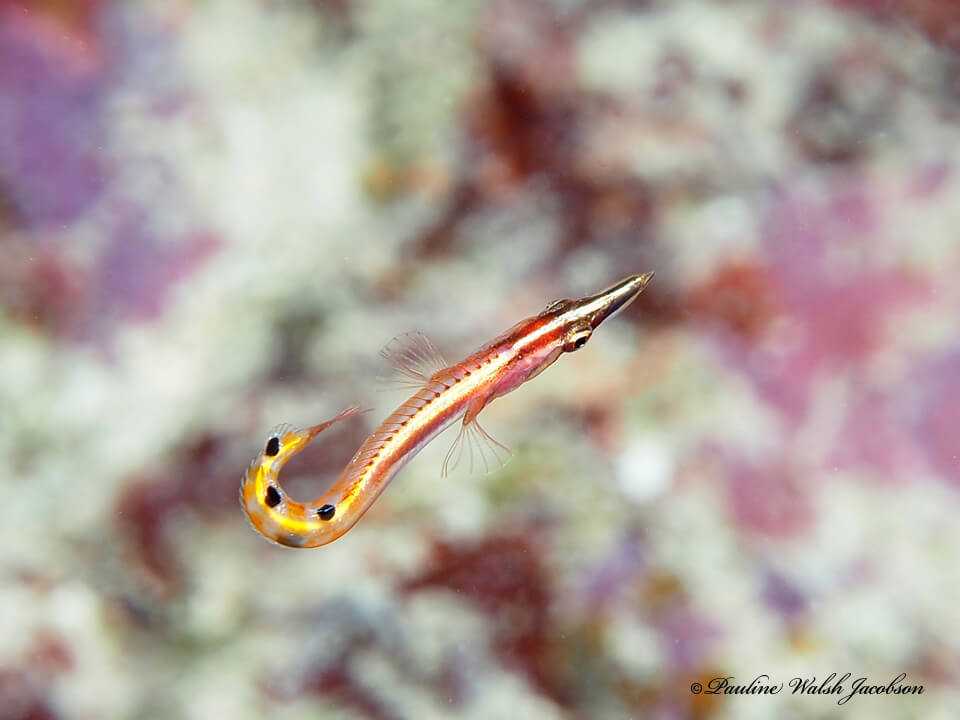 Lucayablennius zingaro