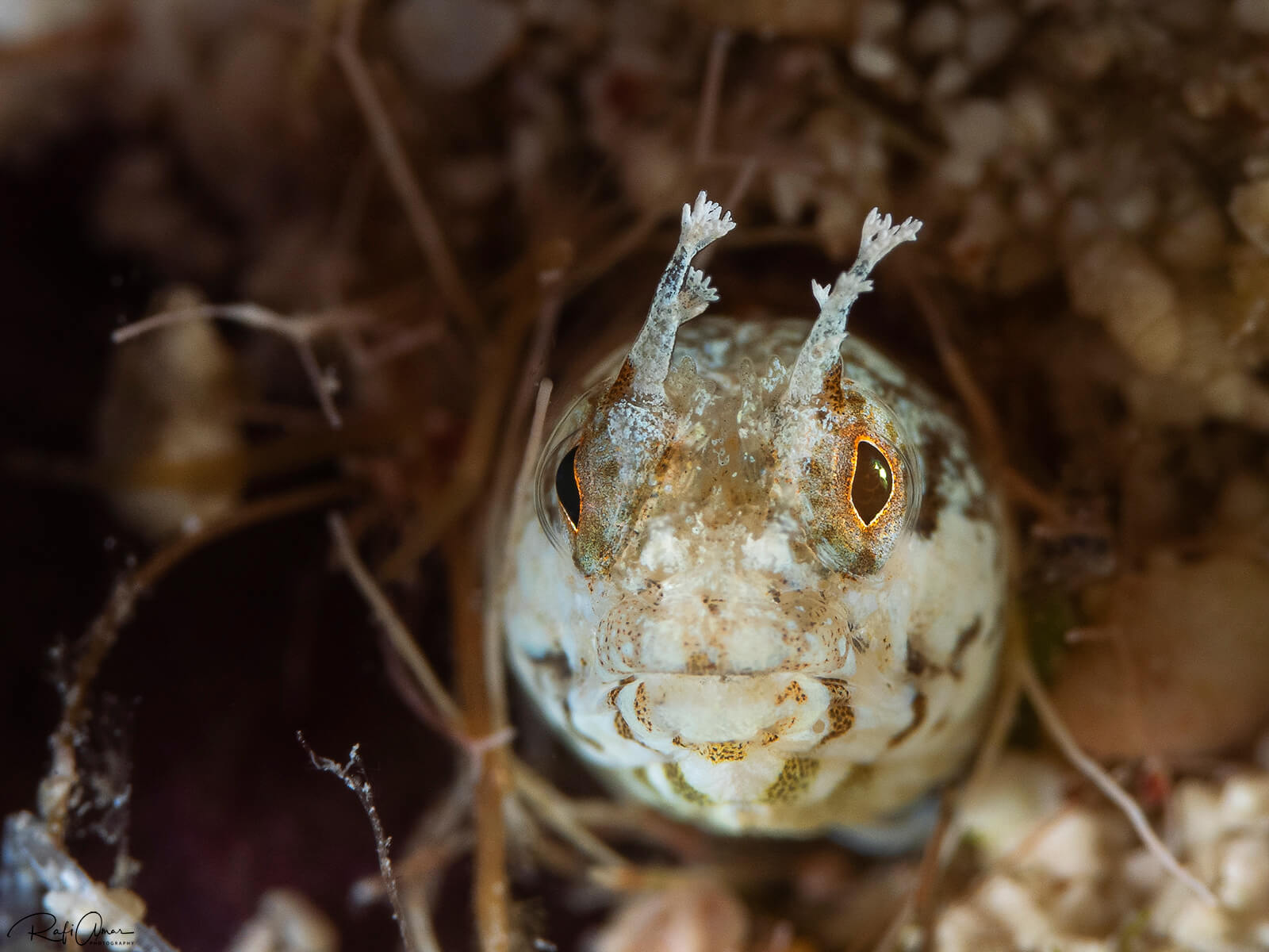 Acanthemblemaria chaplini