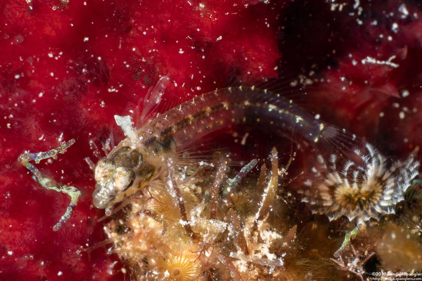 Emblemariopsis ruetzleri