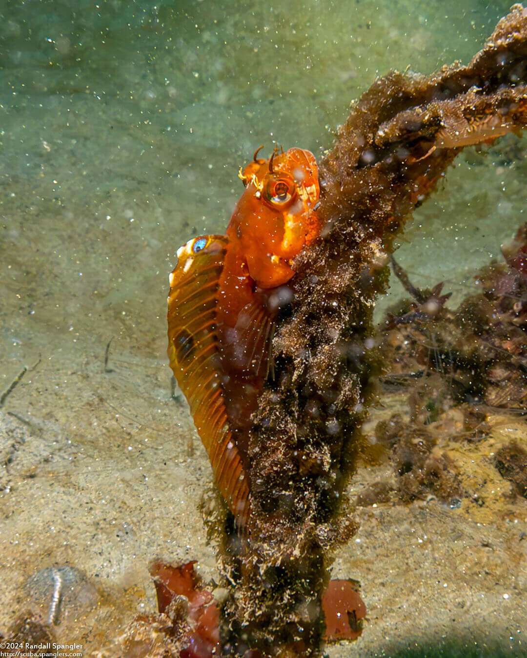 Neoclinus blanchardi