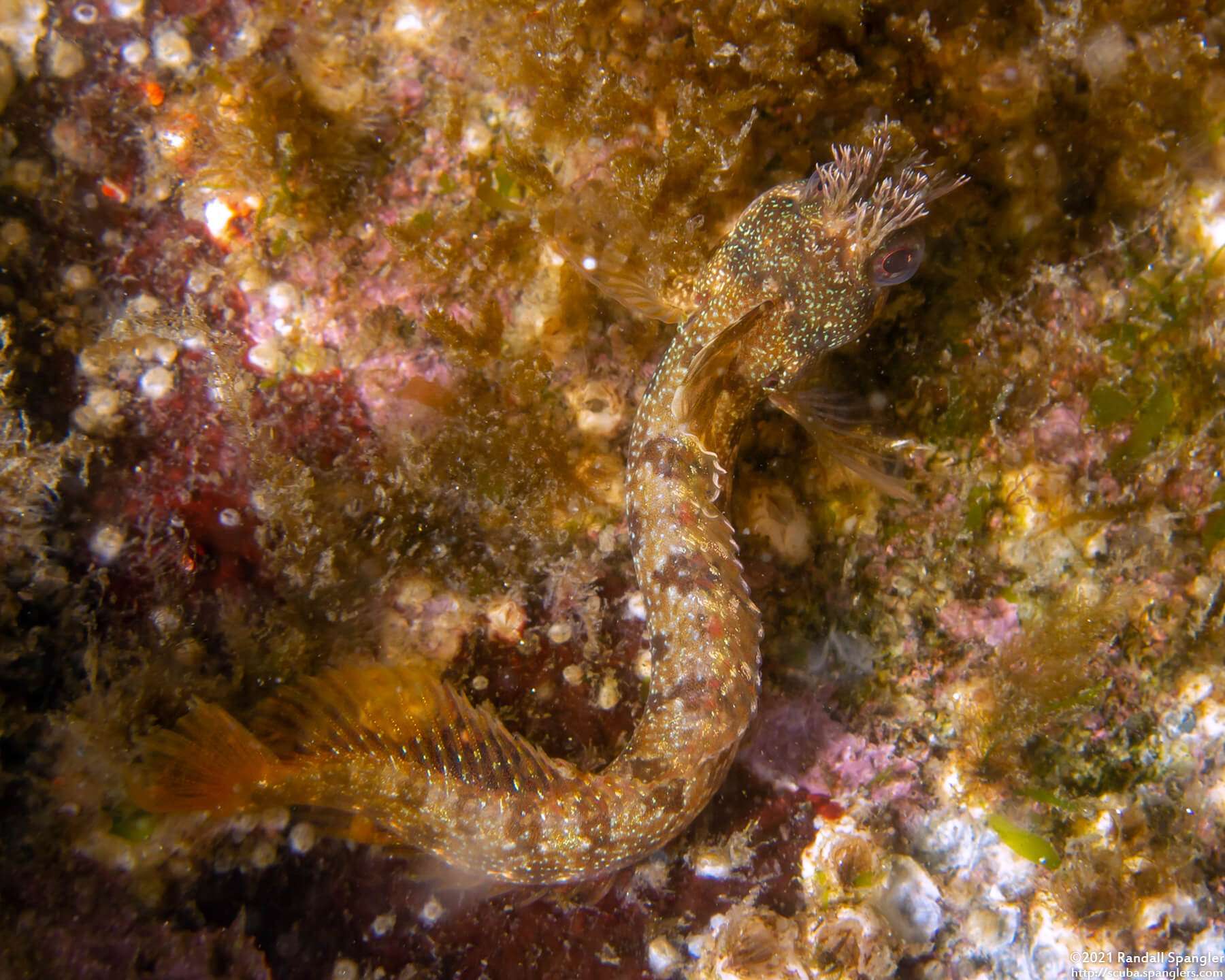 Neoclinus stephensae