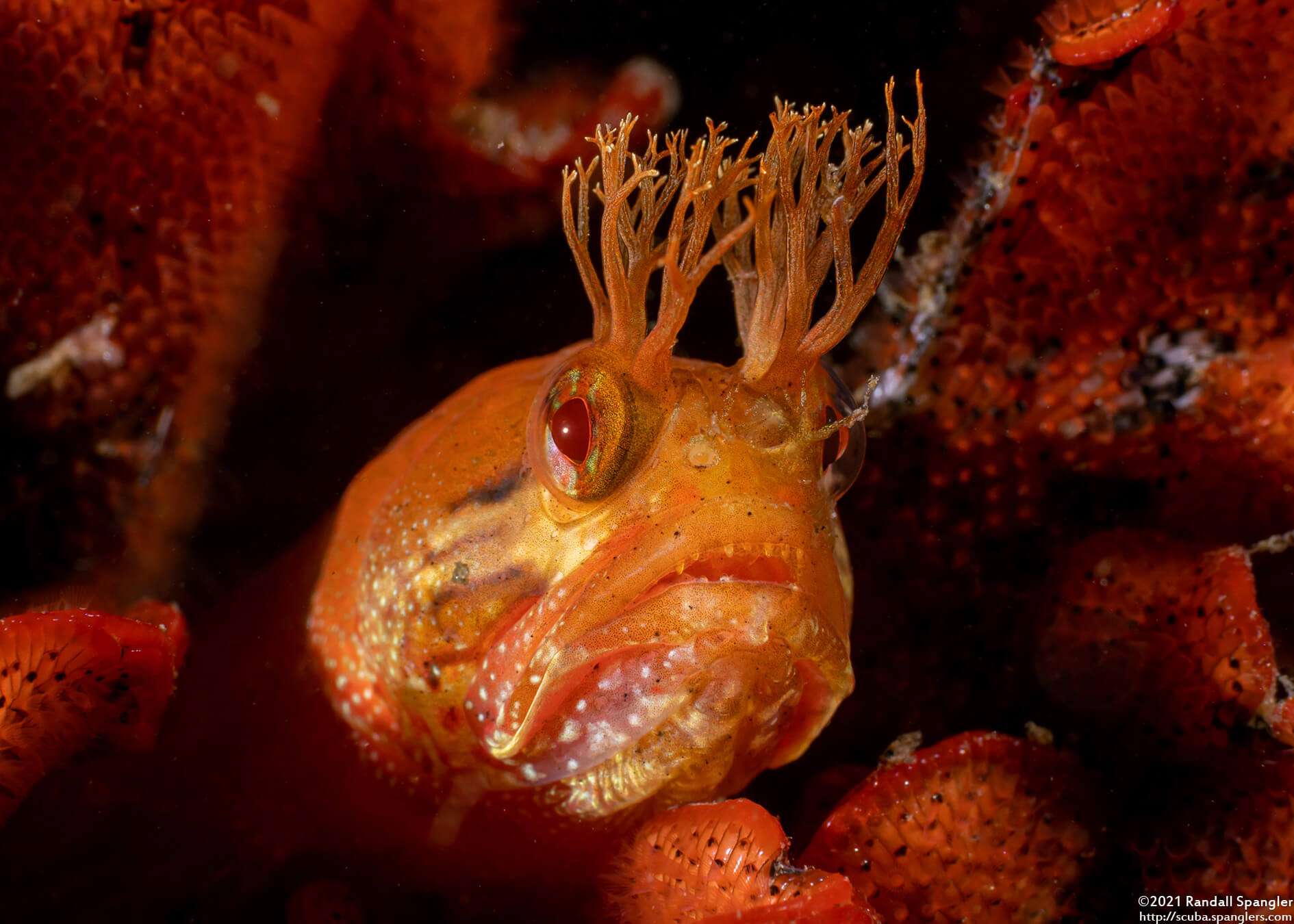 Neoclinus stephensae