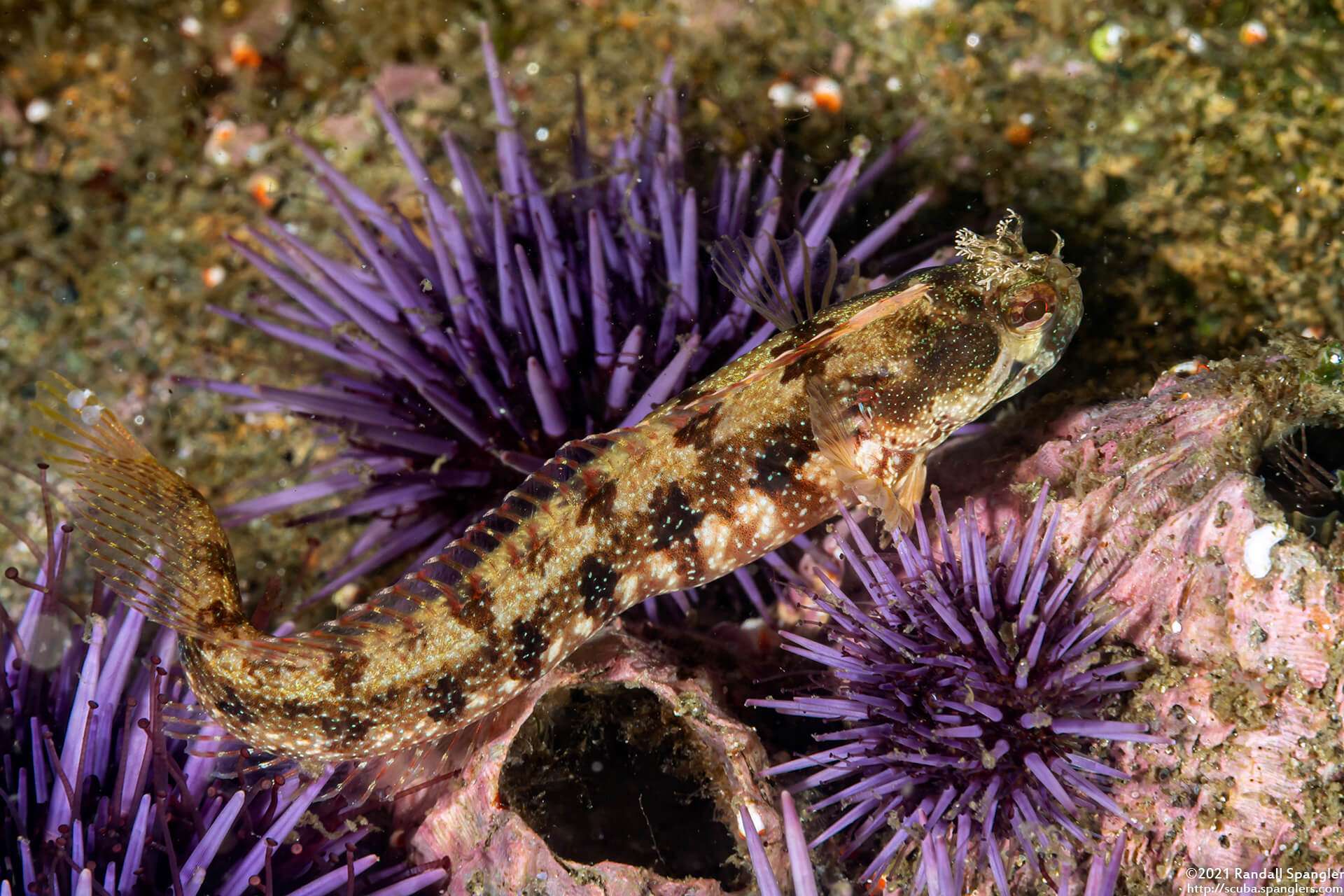 Neoclinus stephensae