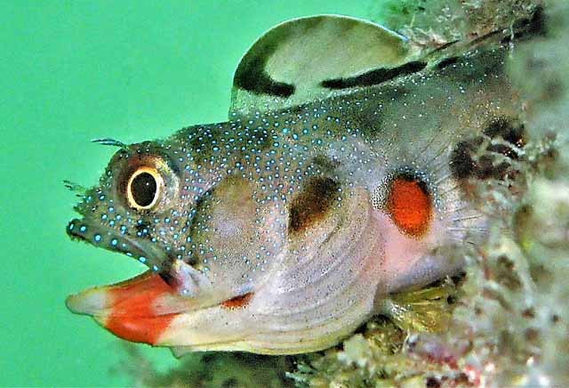 Acanthemblemaria macrospilus