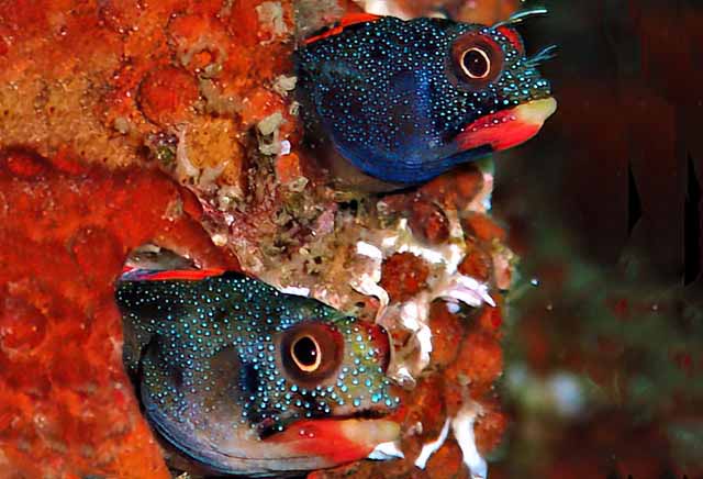 Acanthemblemaria macrospilus