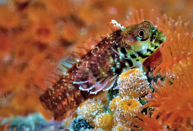 Coralliozetus angelicus