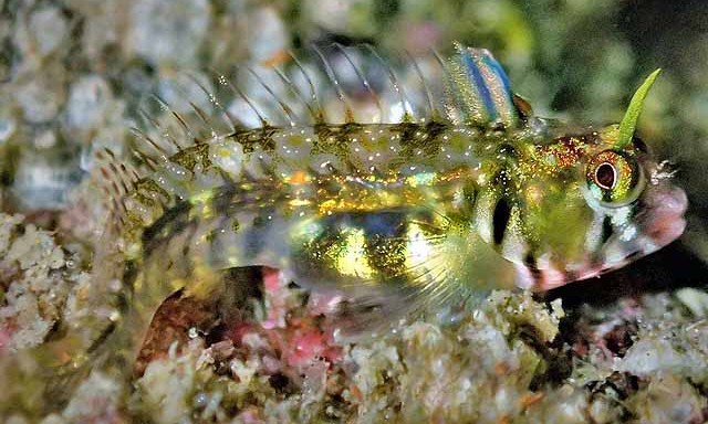 Coralliozetus angelicus