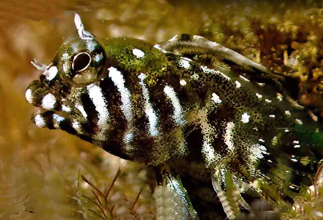 Coralliozetus boehlkei