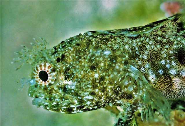 Protemblemaria bicirrus