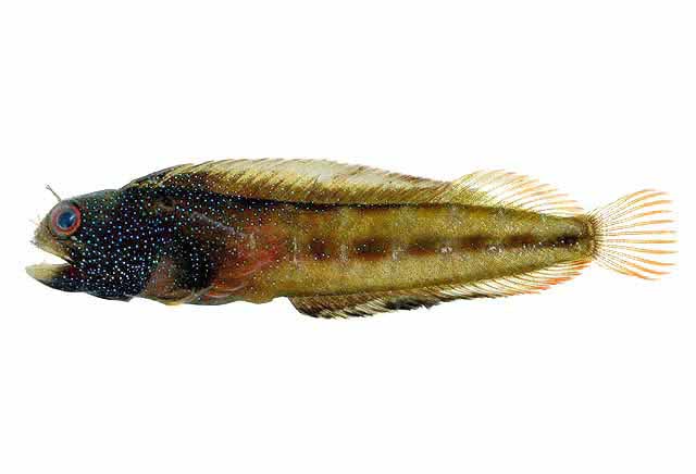 Acanthemblemaria aceroi