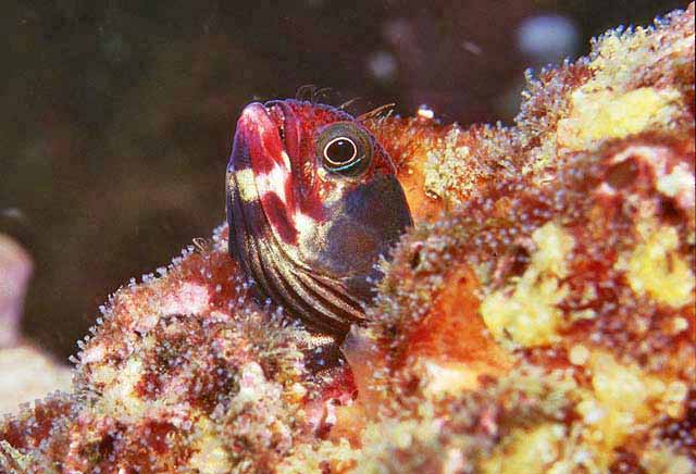 Acanthemblemaria balanorum