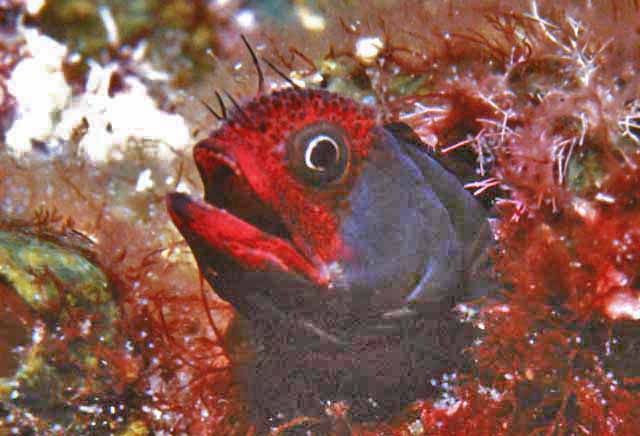 Acanthemblemaria balanorum