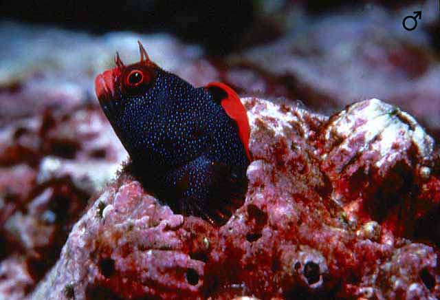 Acanthemblemaria stephensi