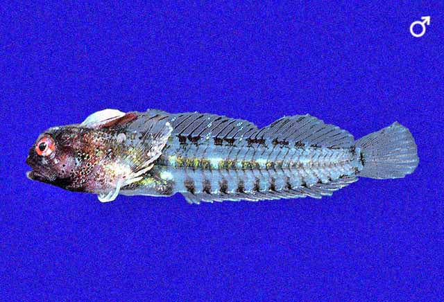 Coralliozetus clausus