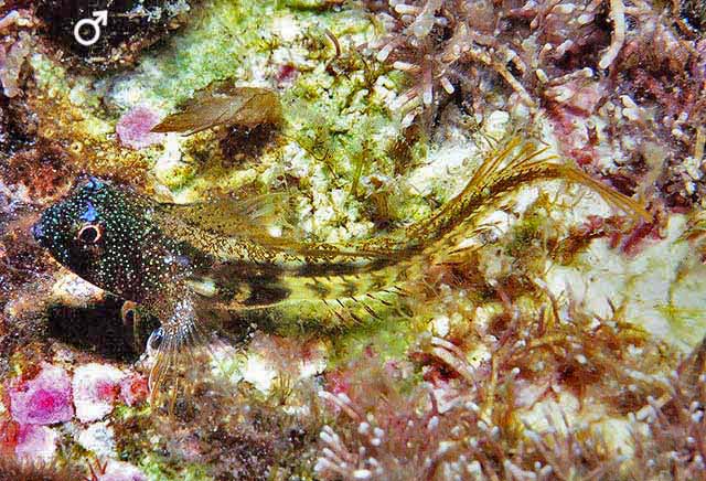 Coralliozetus springeri