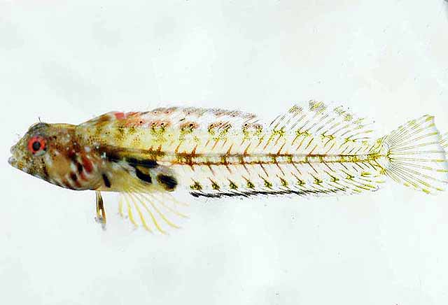 Emblemariopsis falcon