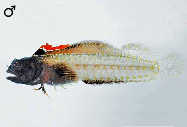 Emblemariopsis falcon