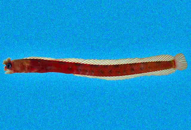 Mccoskerichthys sandae