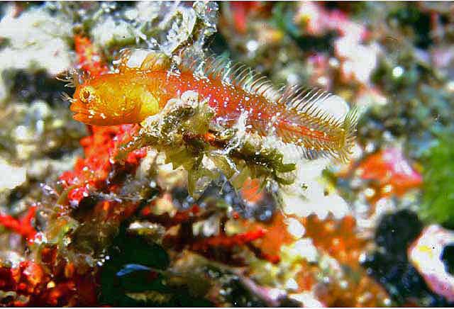 Protemblemaria bicirrus