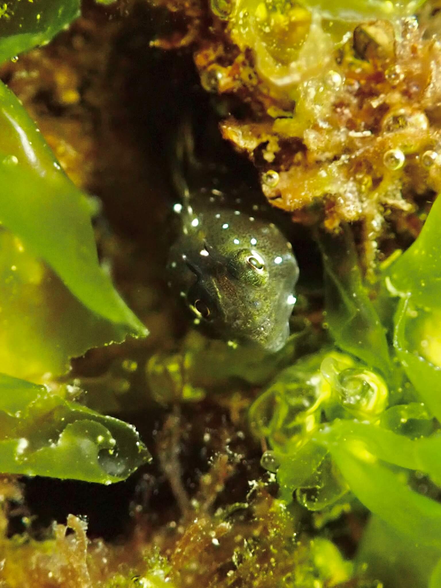 Coralliozetus micropes