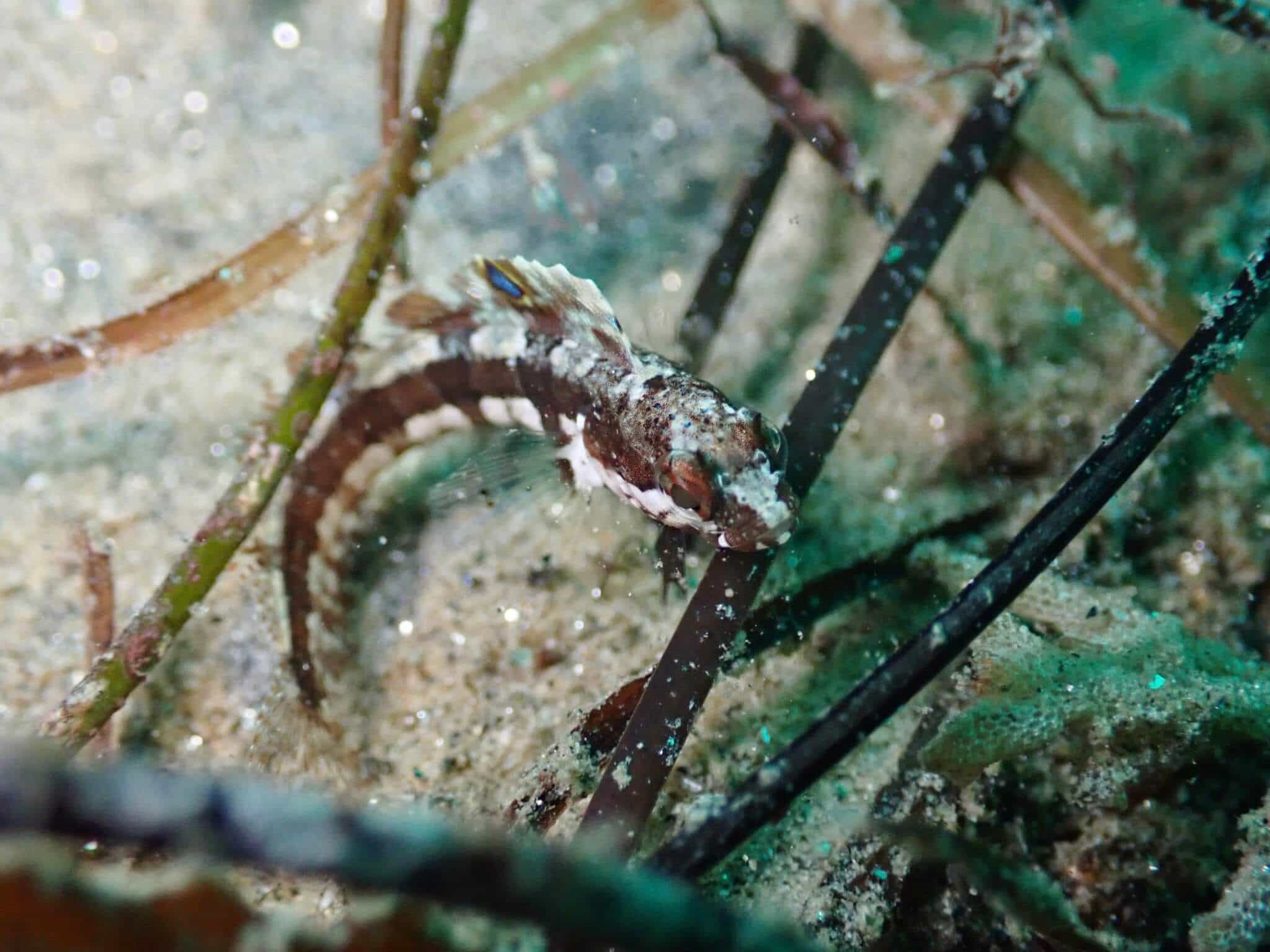 Neoclinus blanchardi