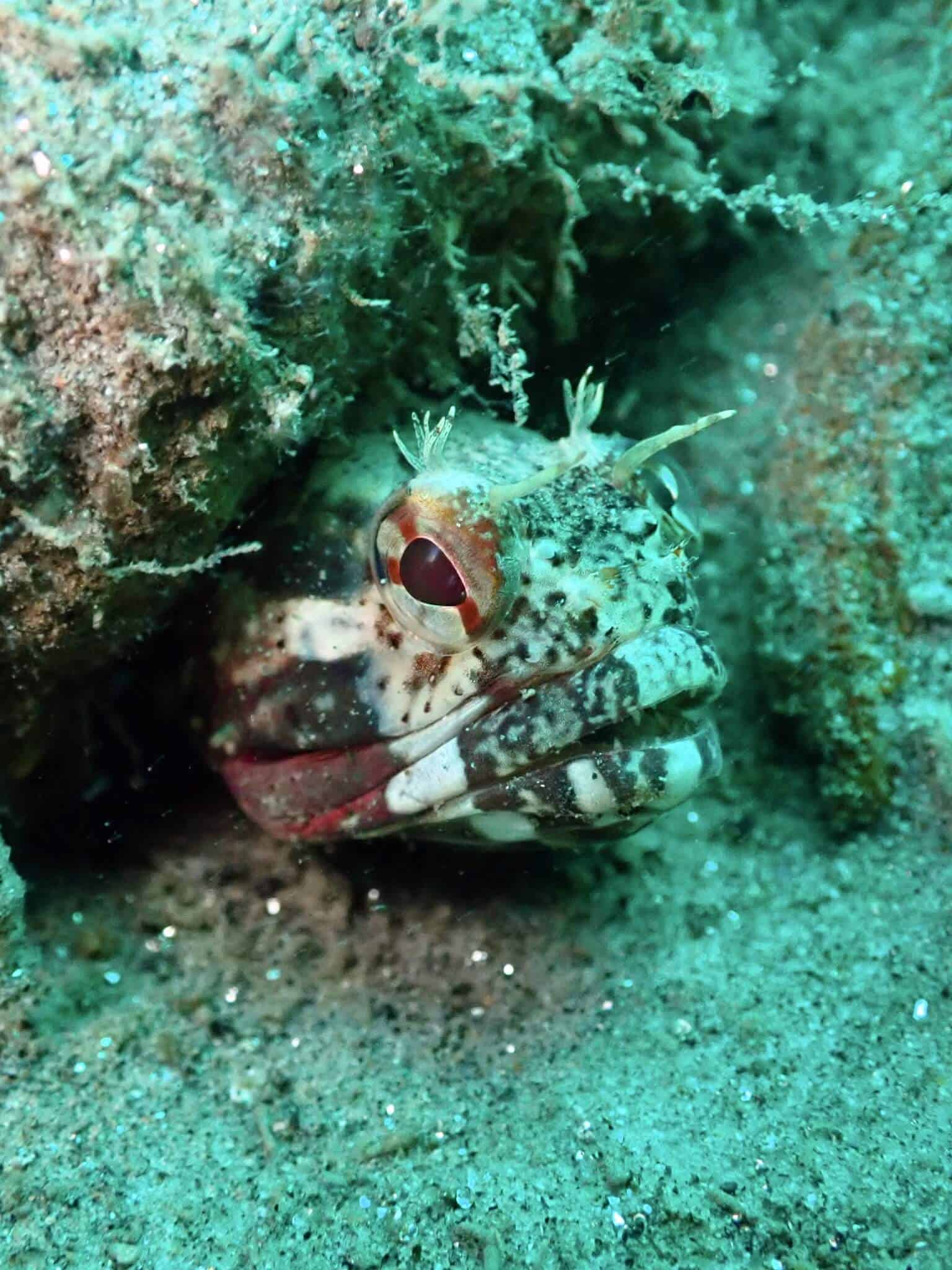 Neoclinus blanchardi