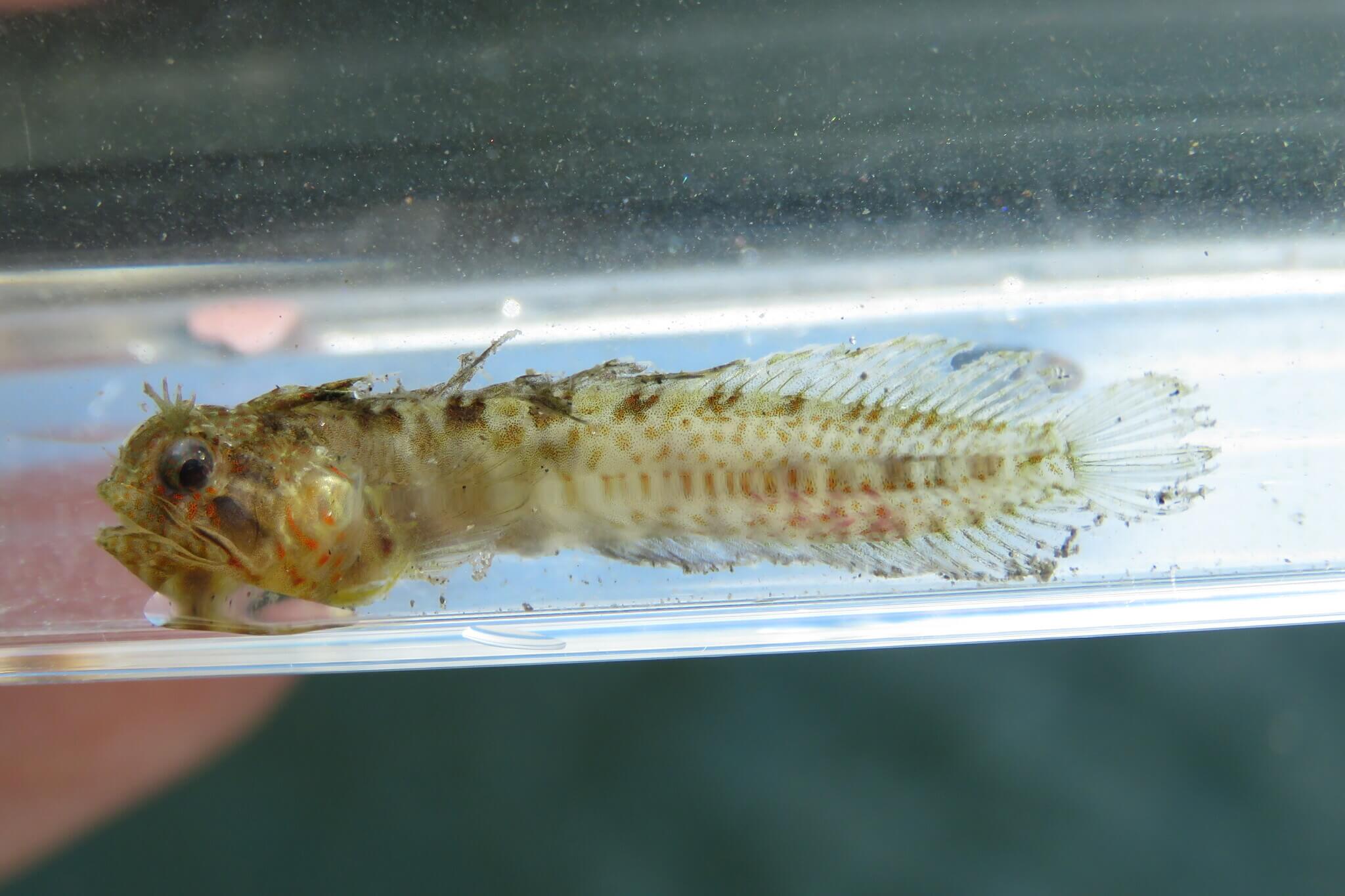 Protemblemaria punctata