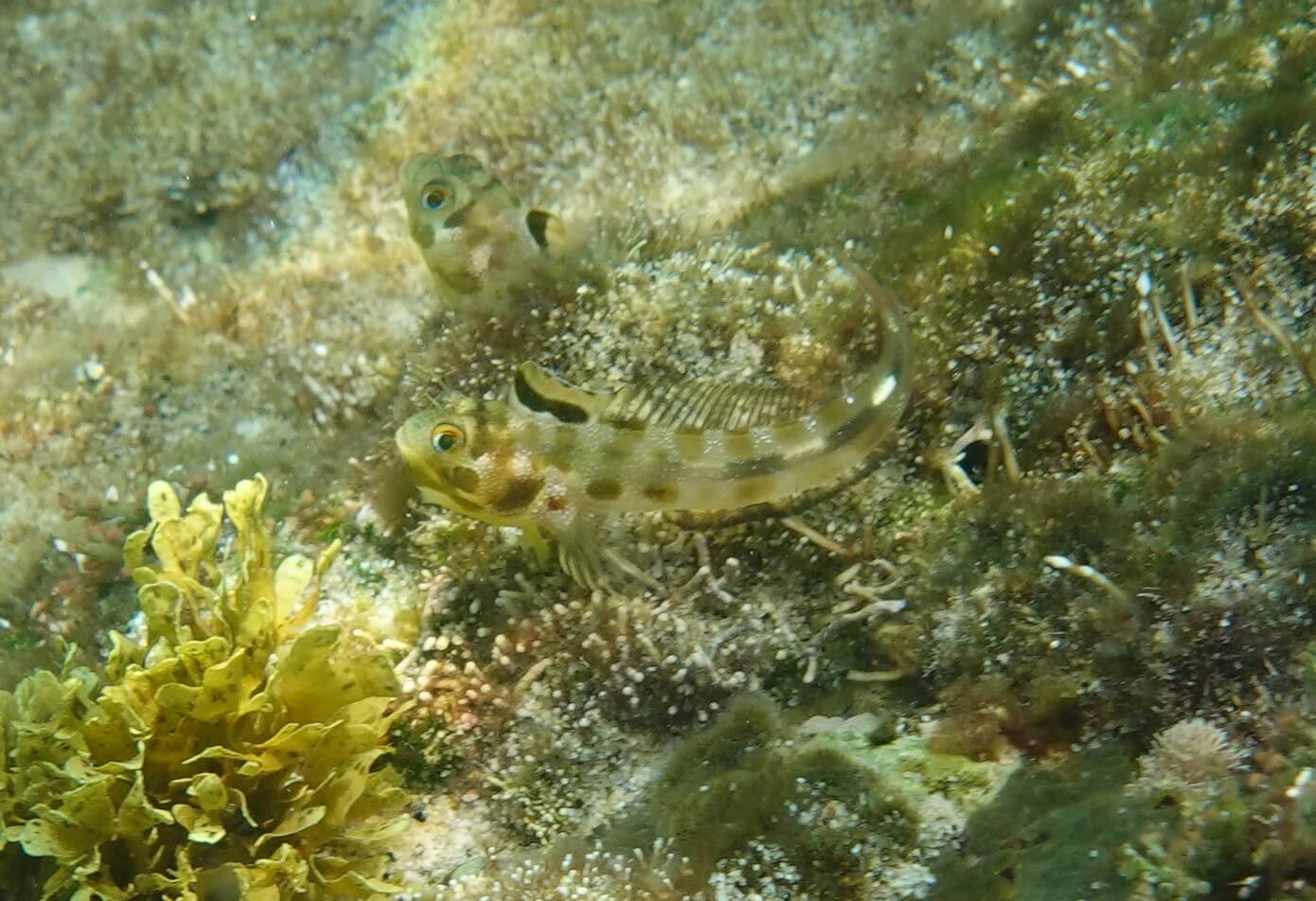 Acanthemblemaria hastingsi