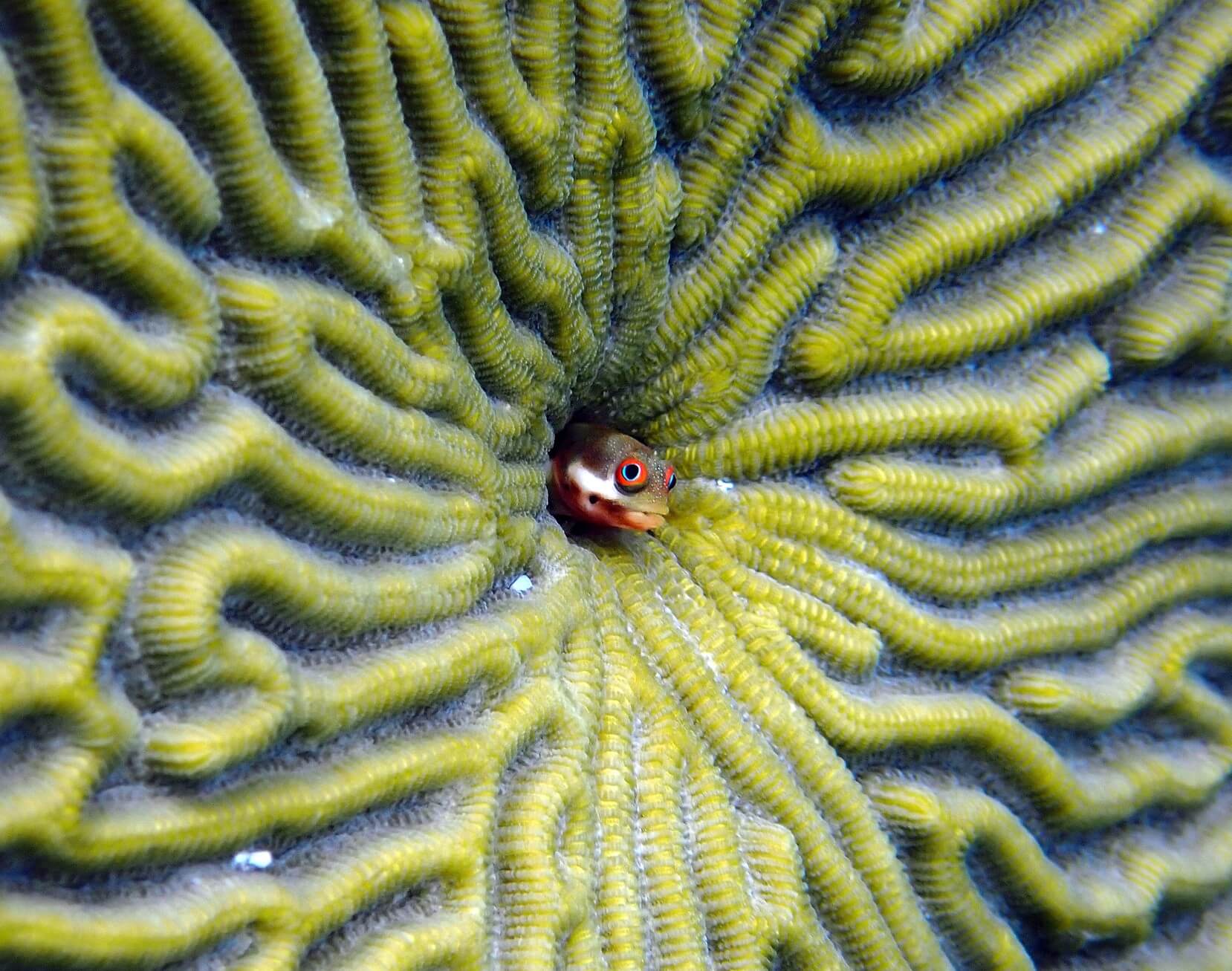 Acanthemblemaria rivasi