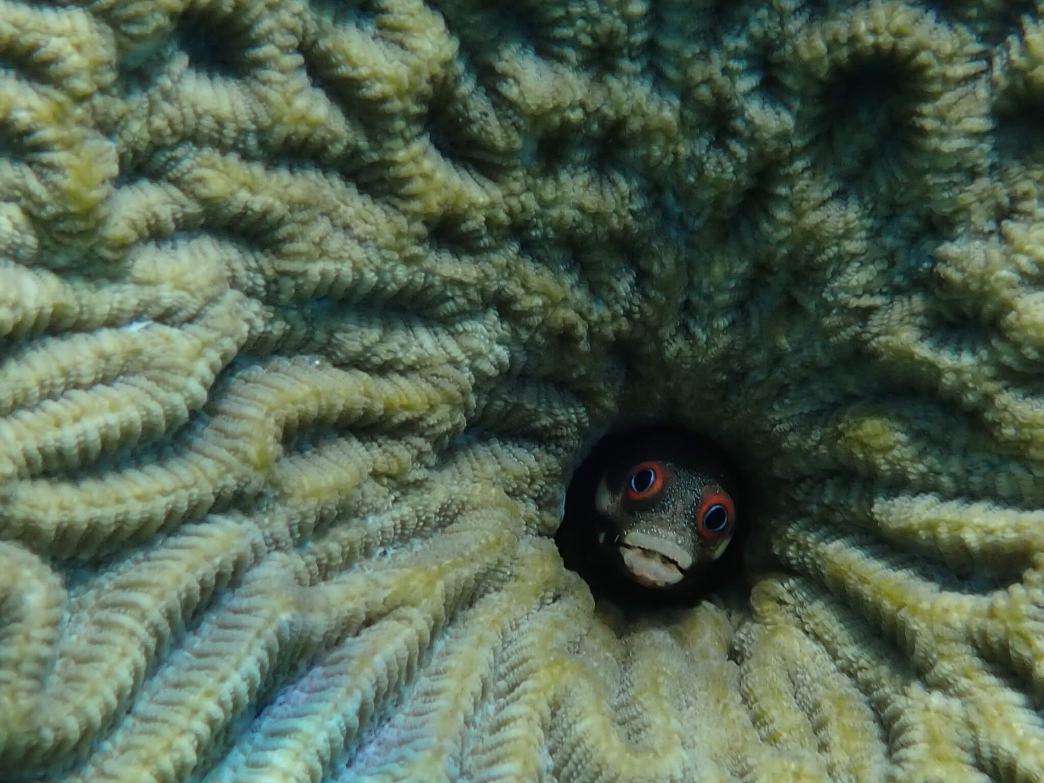 Acanthemblemaria rivasi