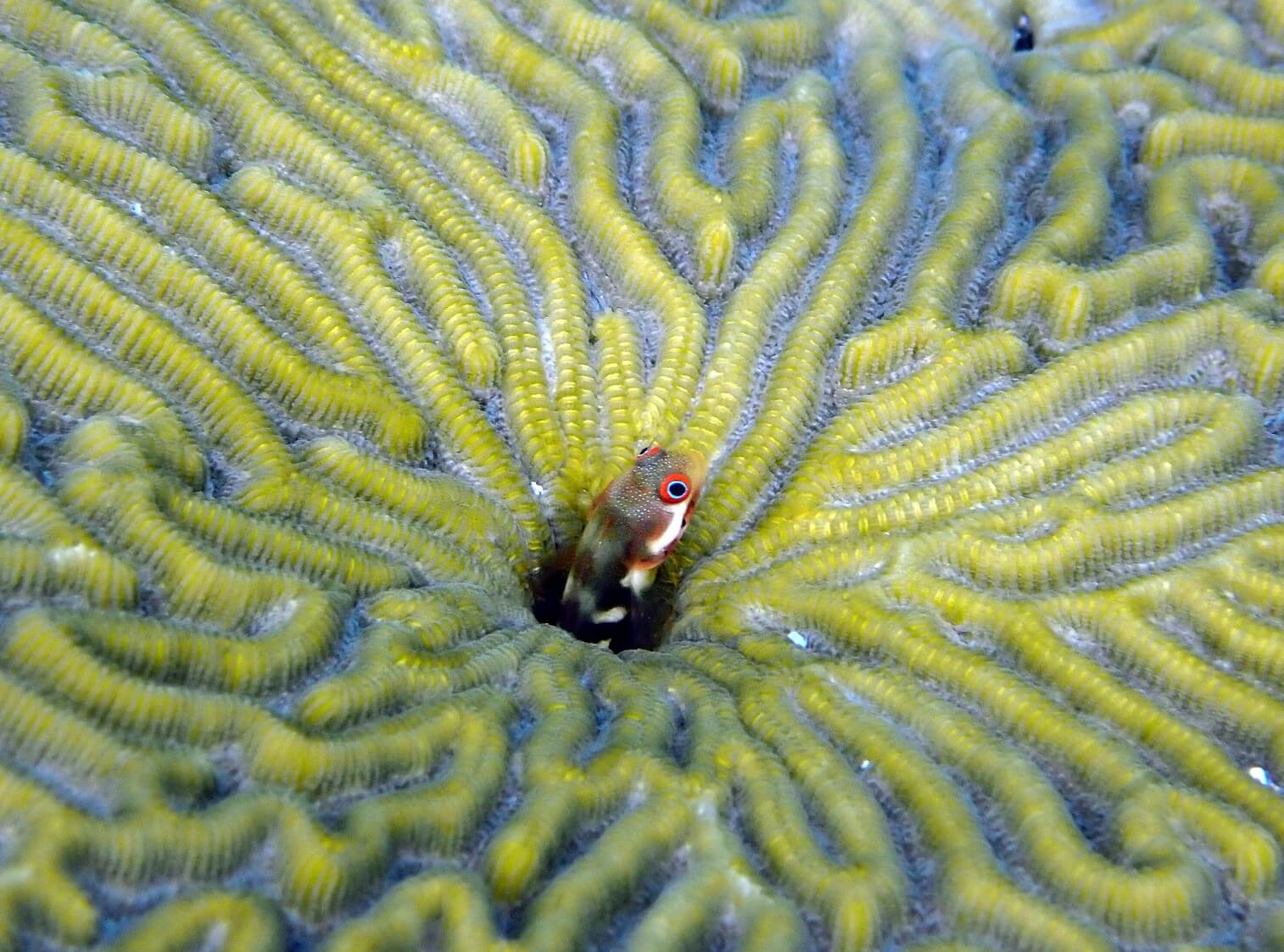 Acanthemblemaria rivasi