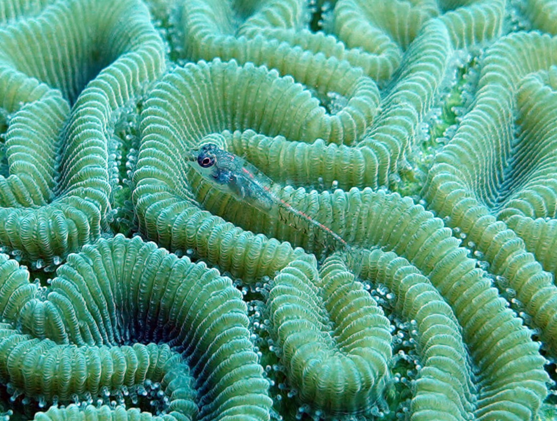 Emblemariopsis bahamensis