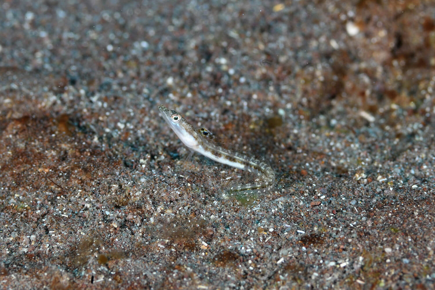 Chaenopsis limbaughi