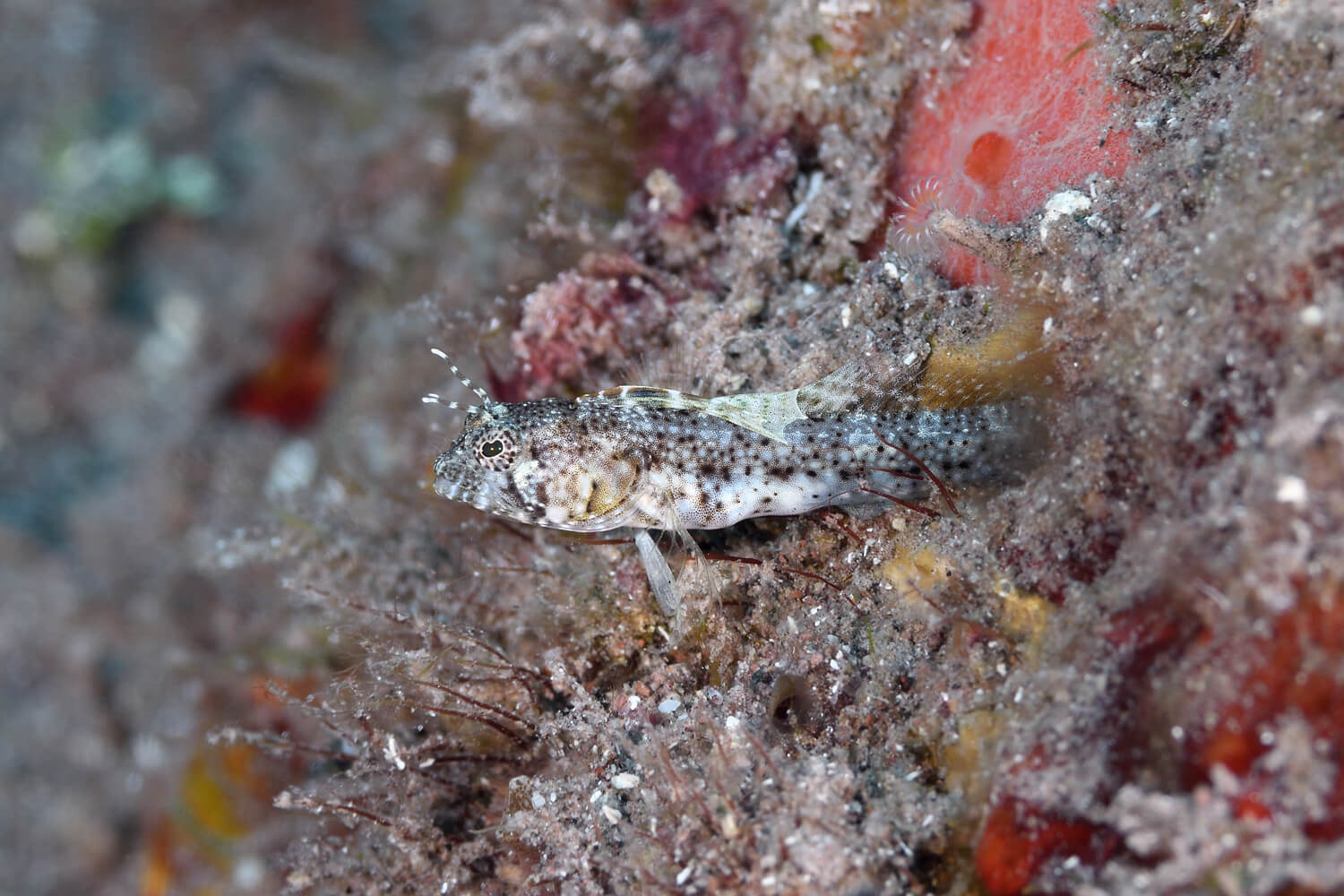 Emblemaria pandionis