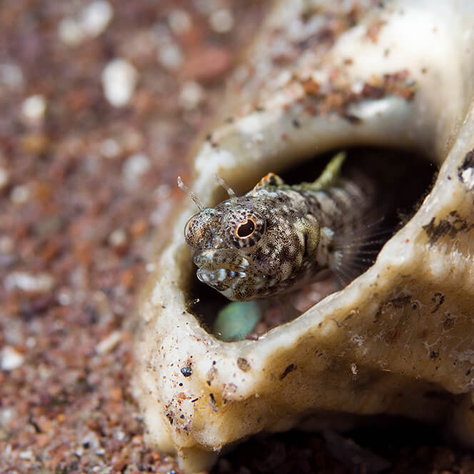 Emblemaria pandionis