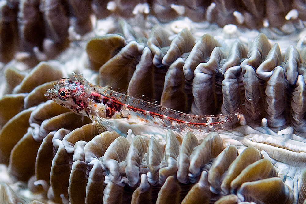 Emblemariopsis carib