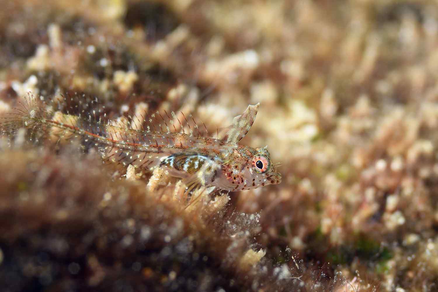 Emblemariopsis lancea