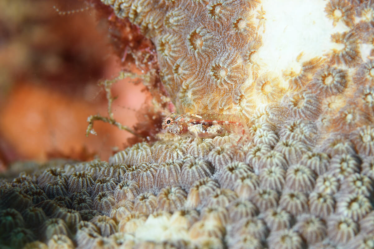 Emblemariopsis lancea