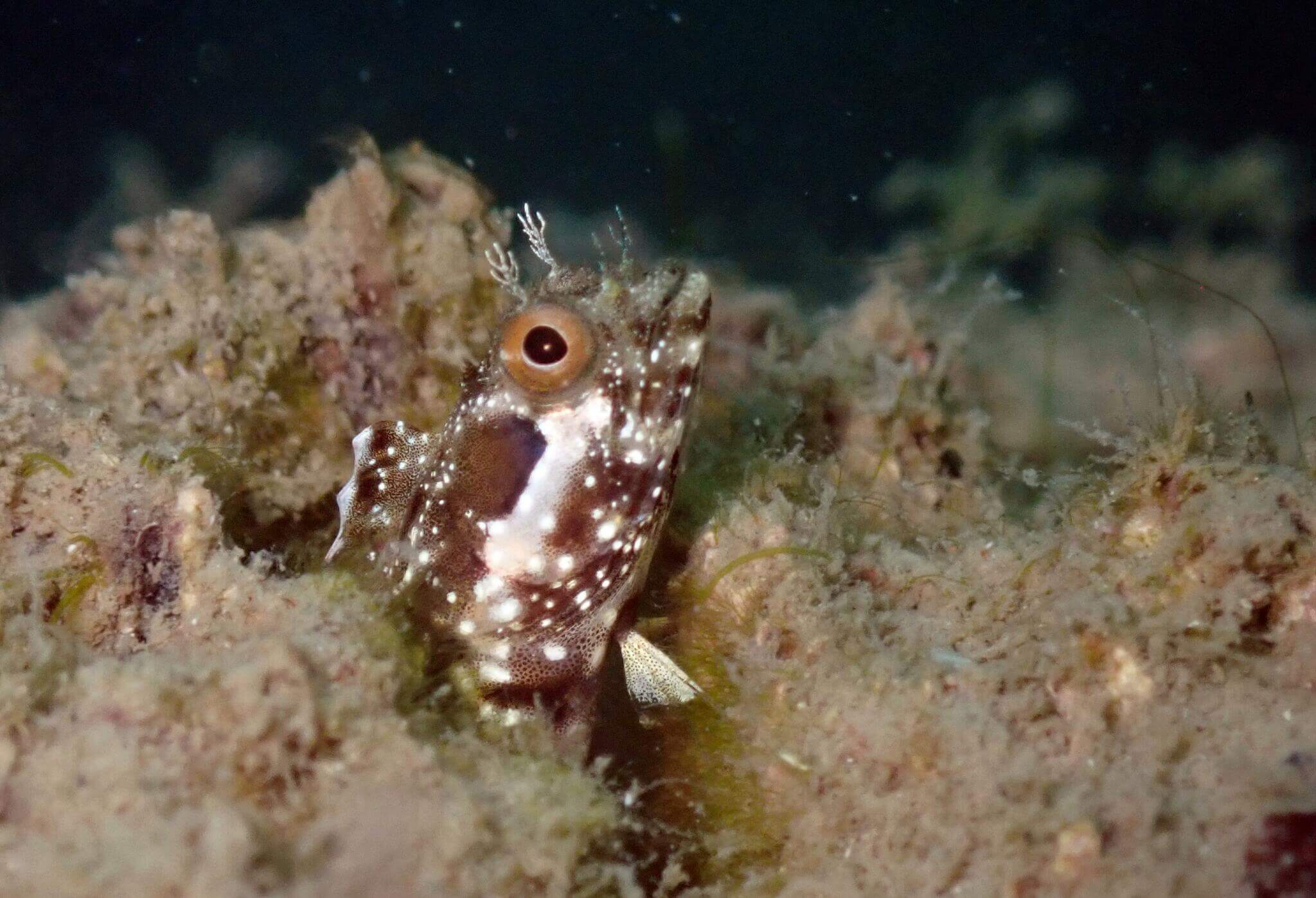 Acanthemblemaria betinensis