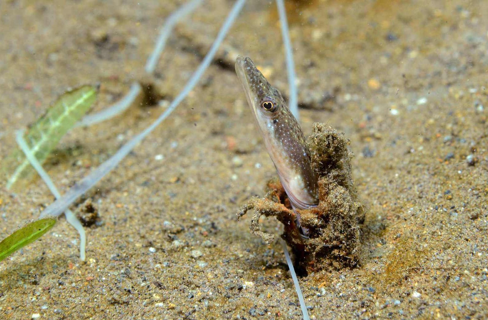 Chaenopsis limbaughi