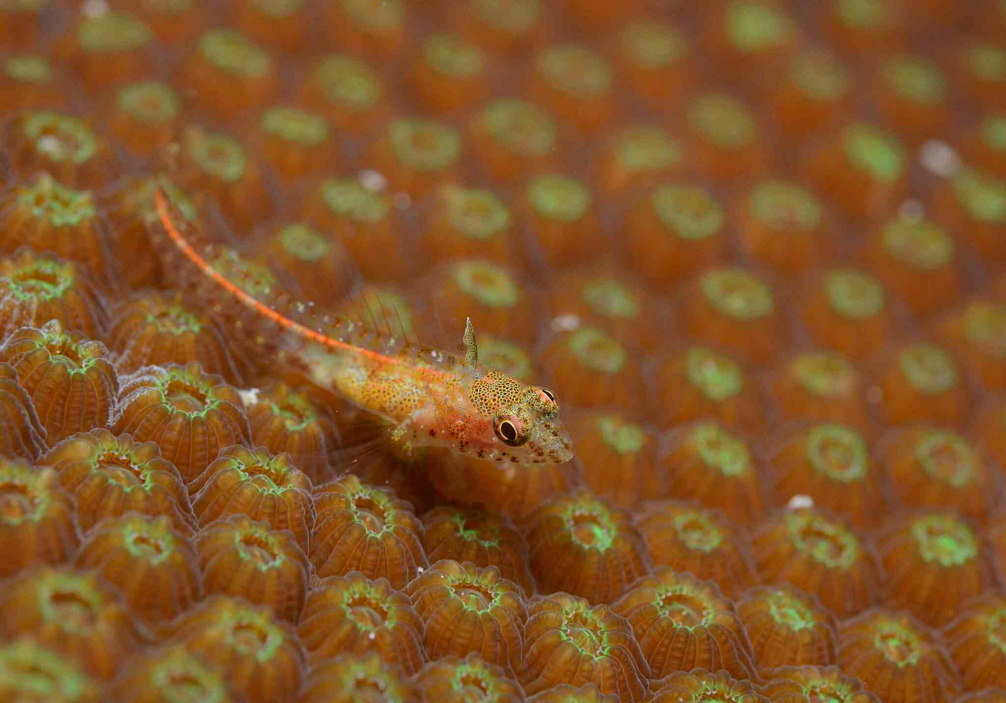 Emblemariopsis bottomei