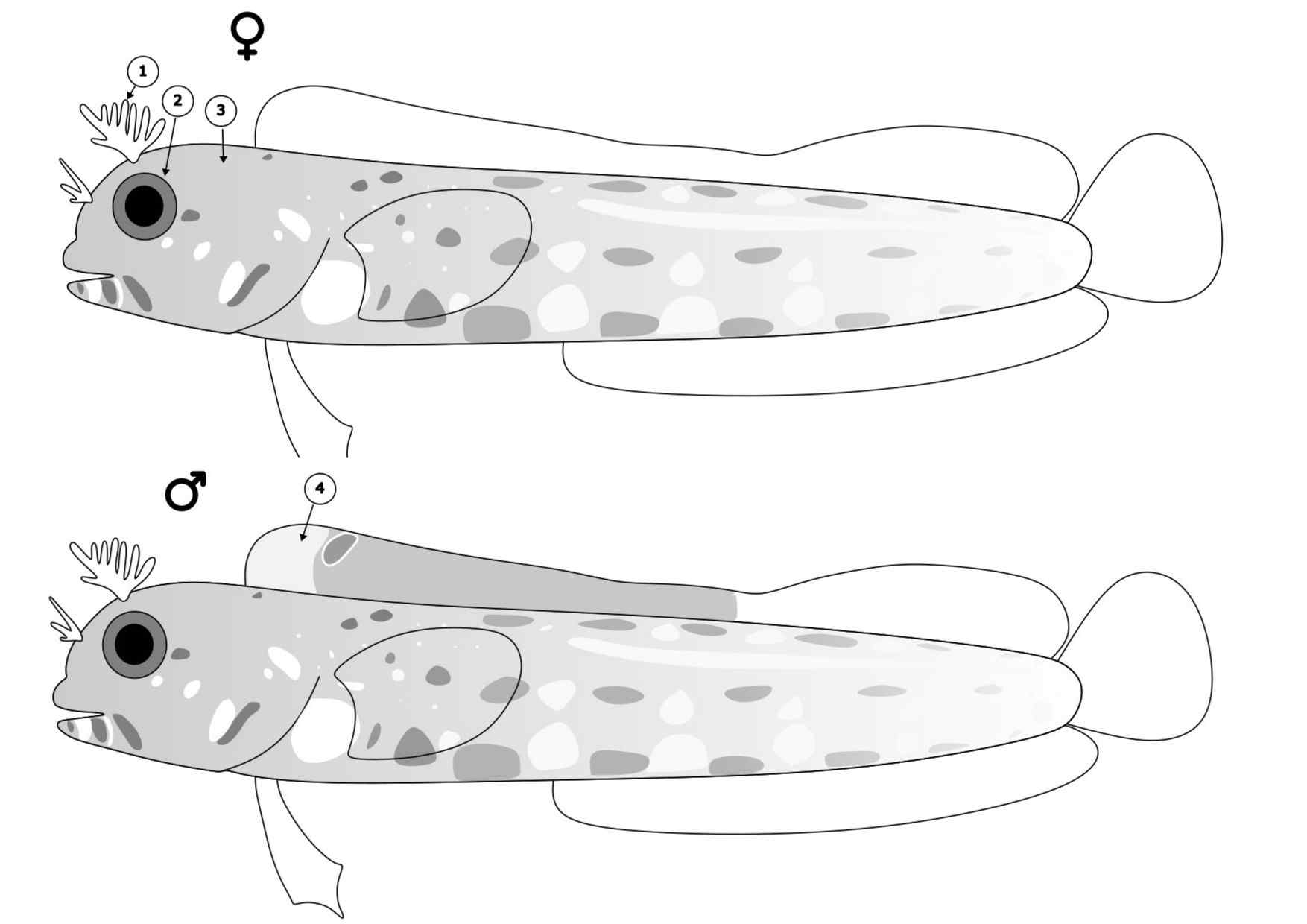 Acanthemblemaria aspera
