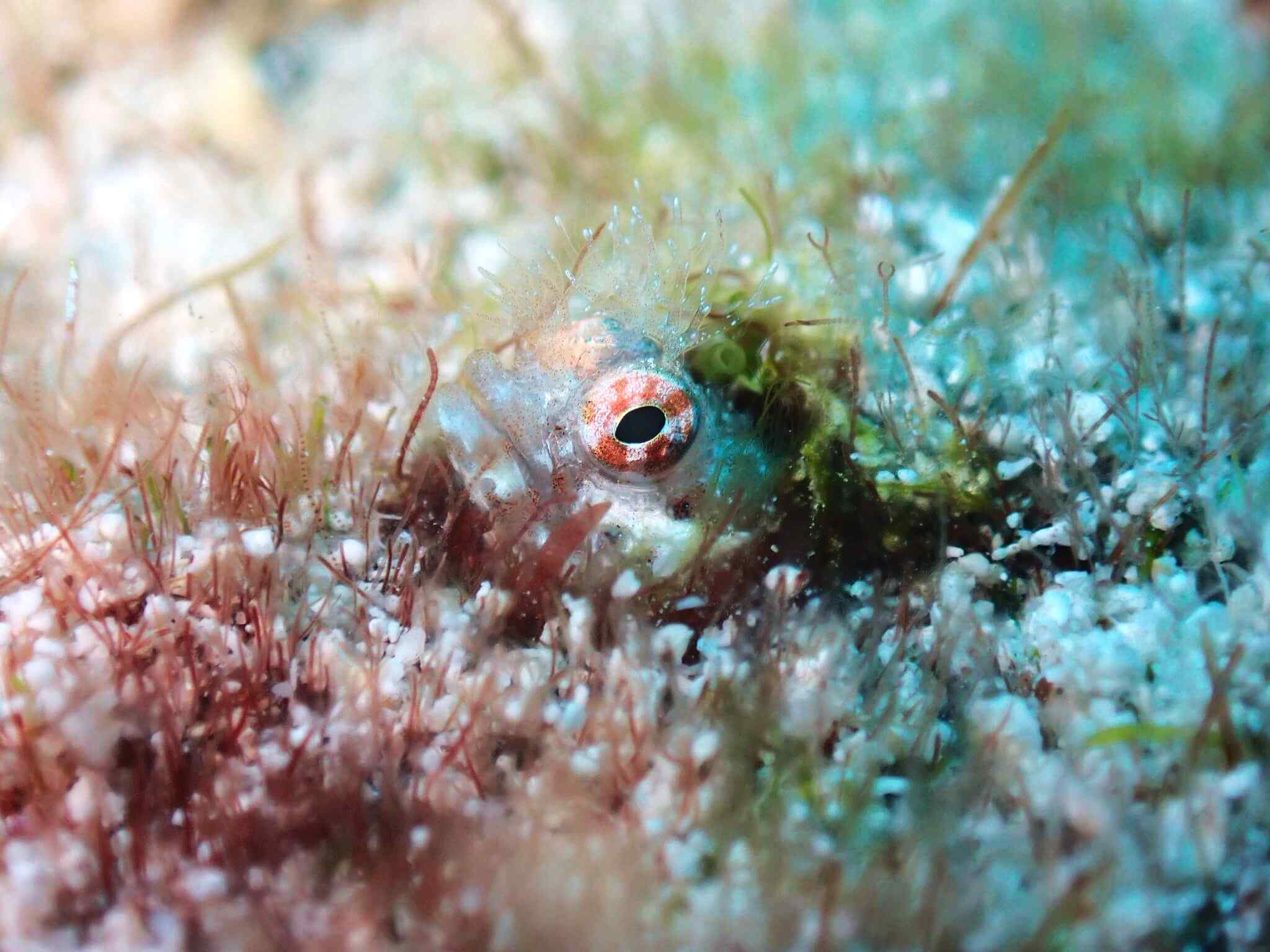 Acanthemblemaria aspera