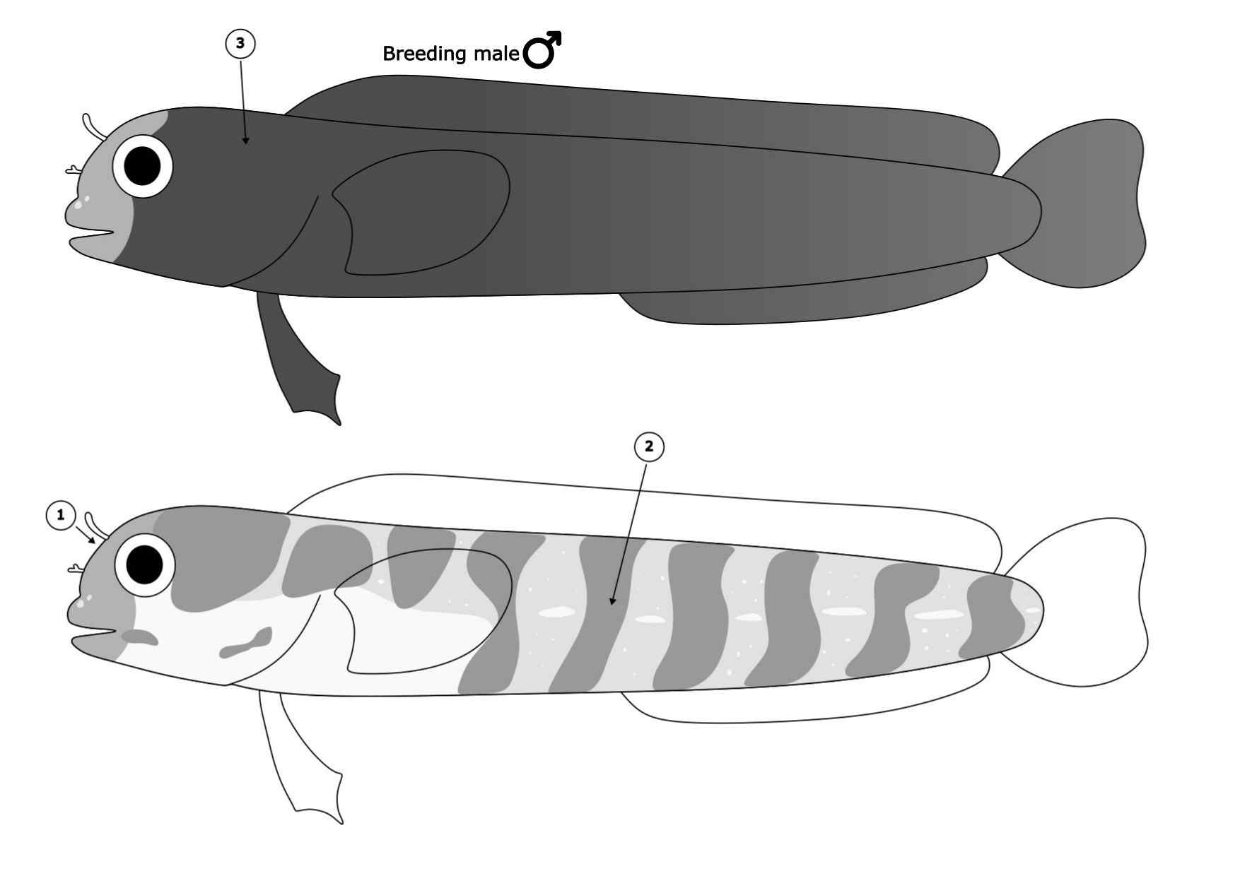 Acanthemblemaria atrata